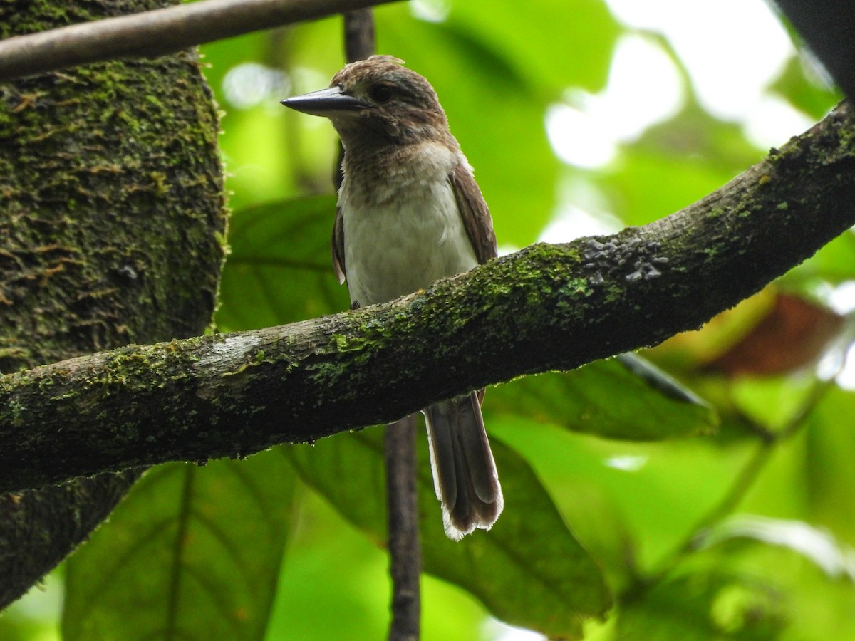 Tahitiliest (youngi) - ML647549015