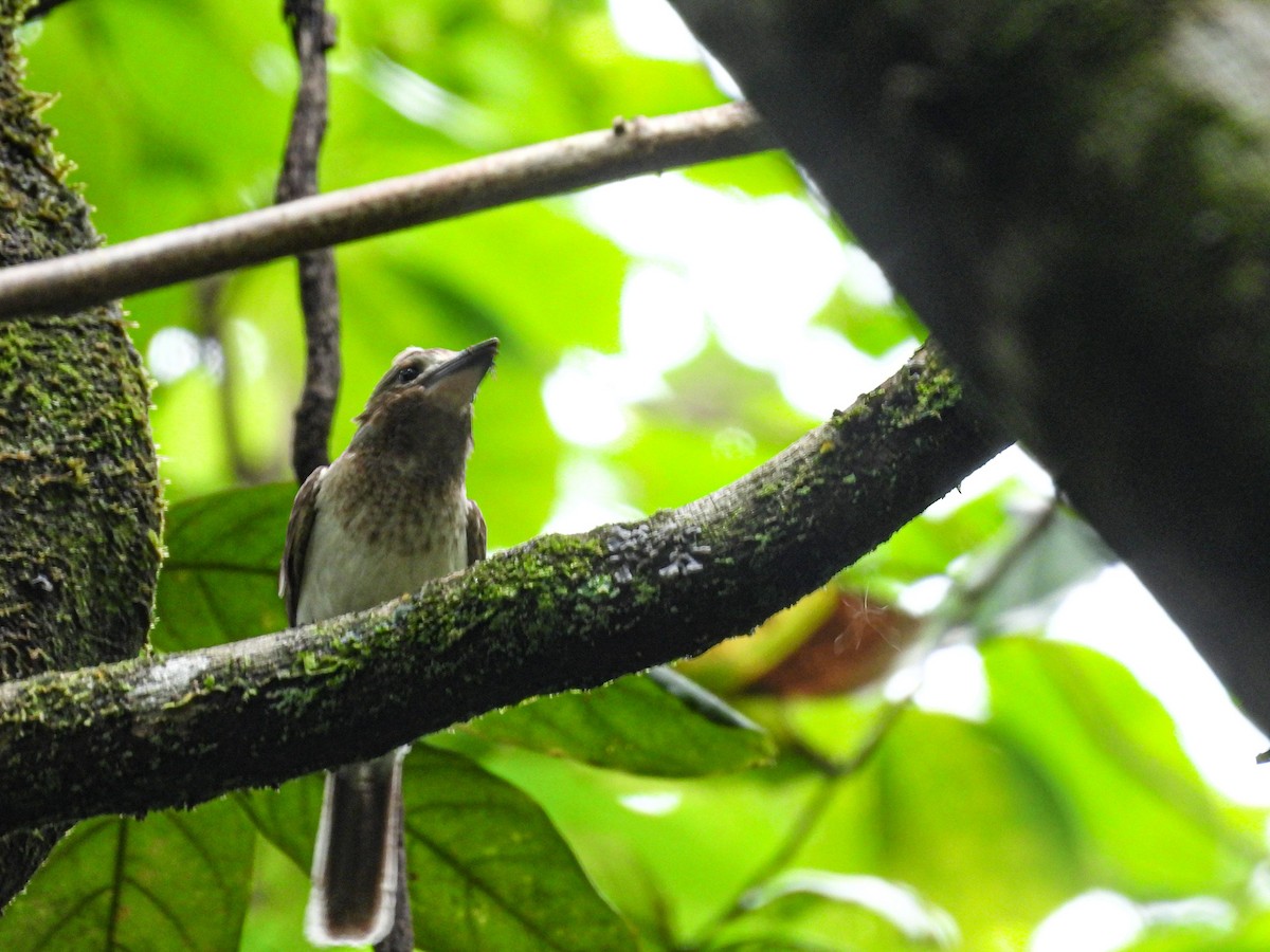 Tahitiliest (youngi) - ML647549016