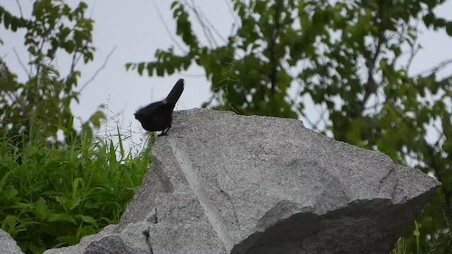 Скальник - ML647549020