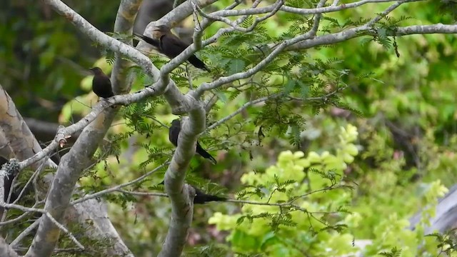 Скальник - ML647549023