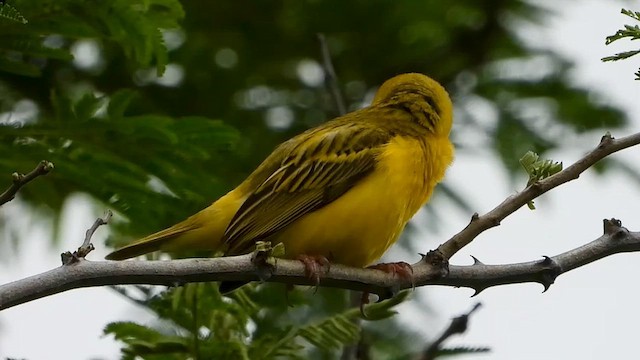 Maskenweber - ML647549031