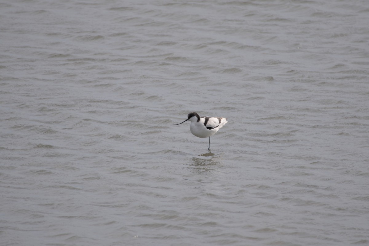 Säbelschnäbler - ML647549037