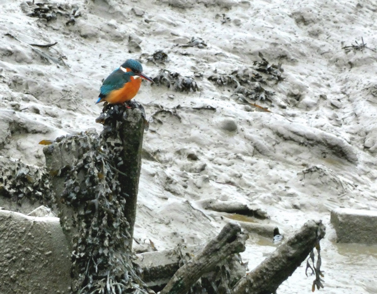 Eisvogel - ML647549060