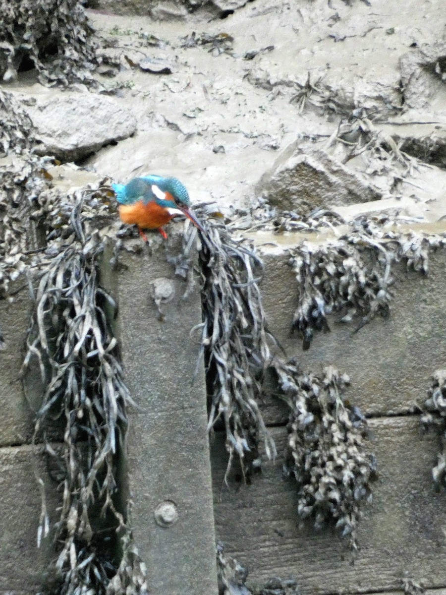 Eisvogel - ML647549061