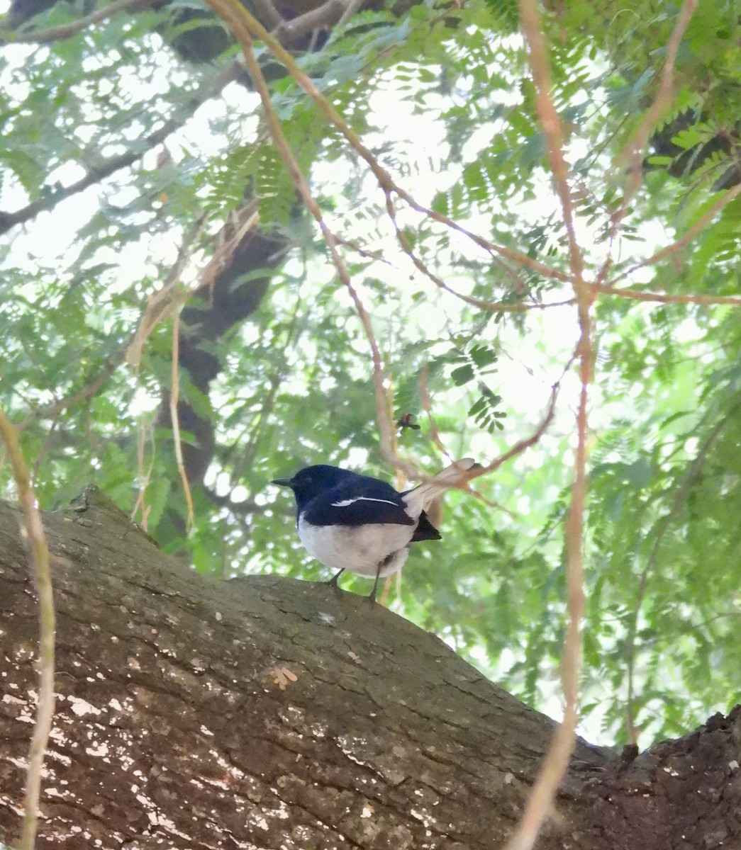 Dajalschama - ML647549066