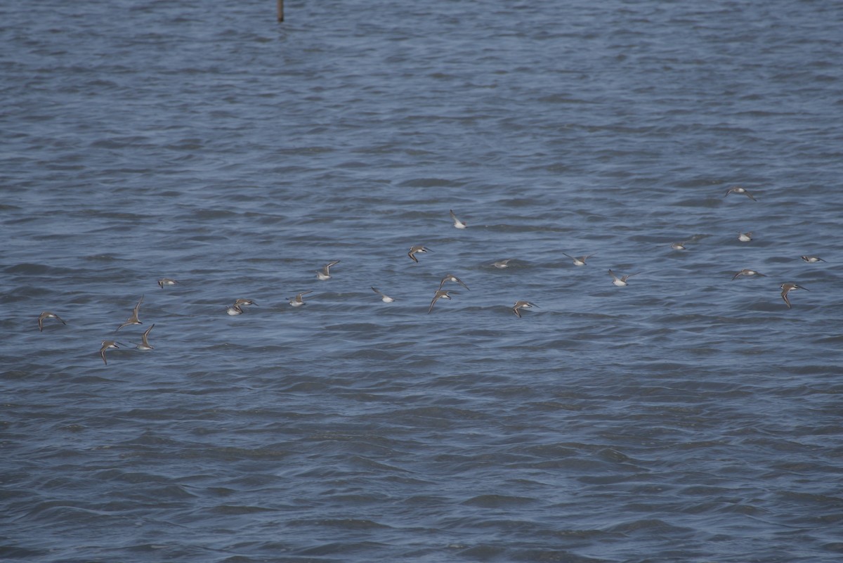 Seeregenpfeifer - ML647549067