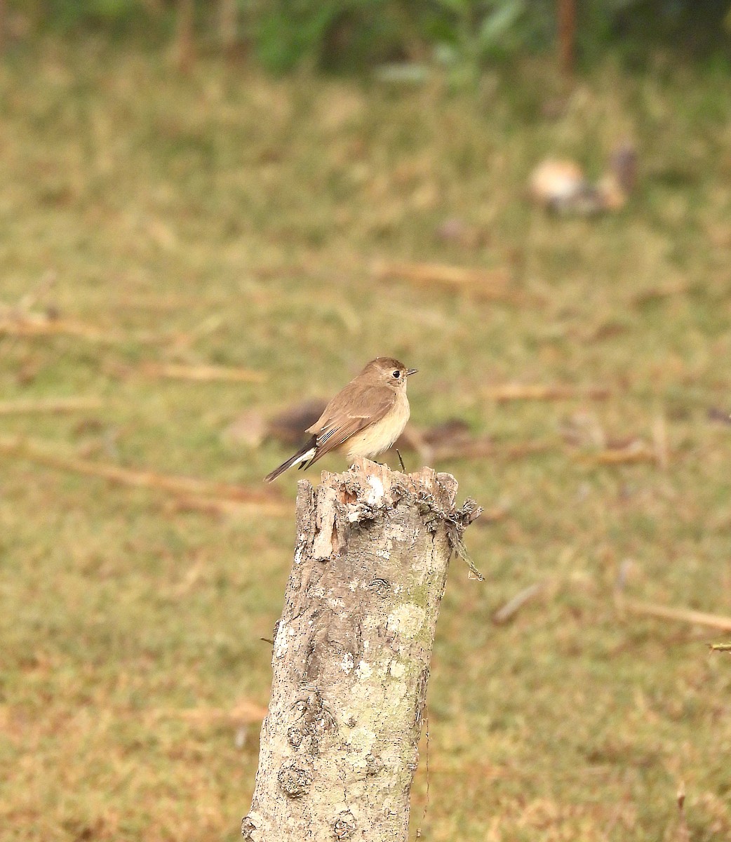 Taigaschnäpper - ML647549068