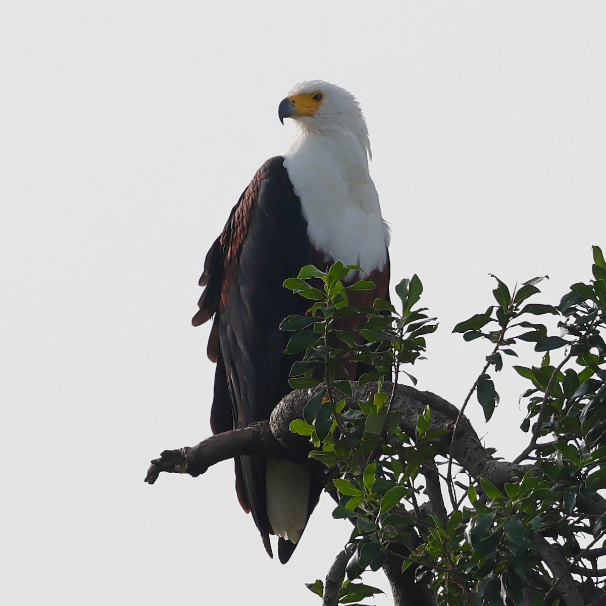 Schreiseeadler - ML647549070