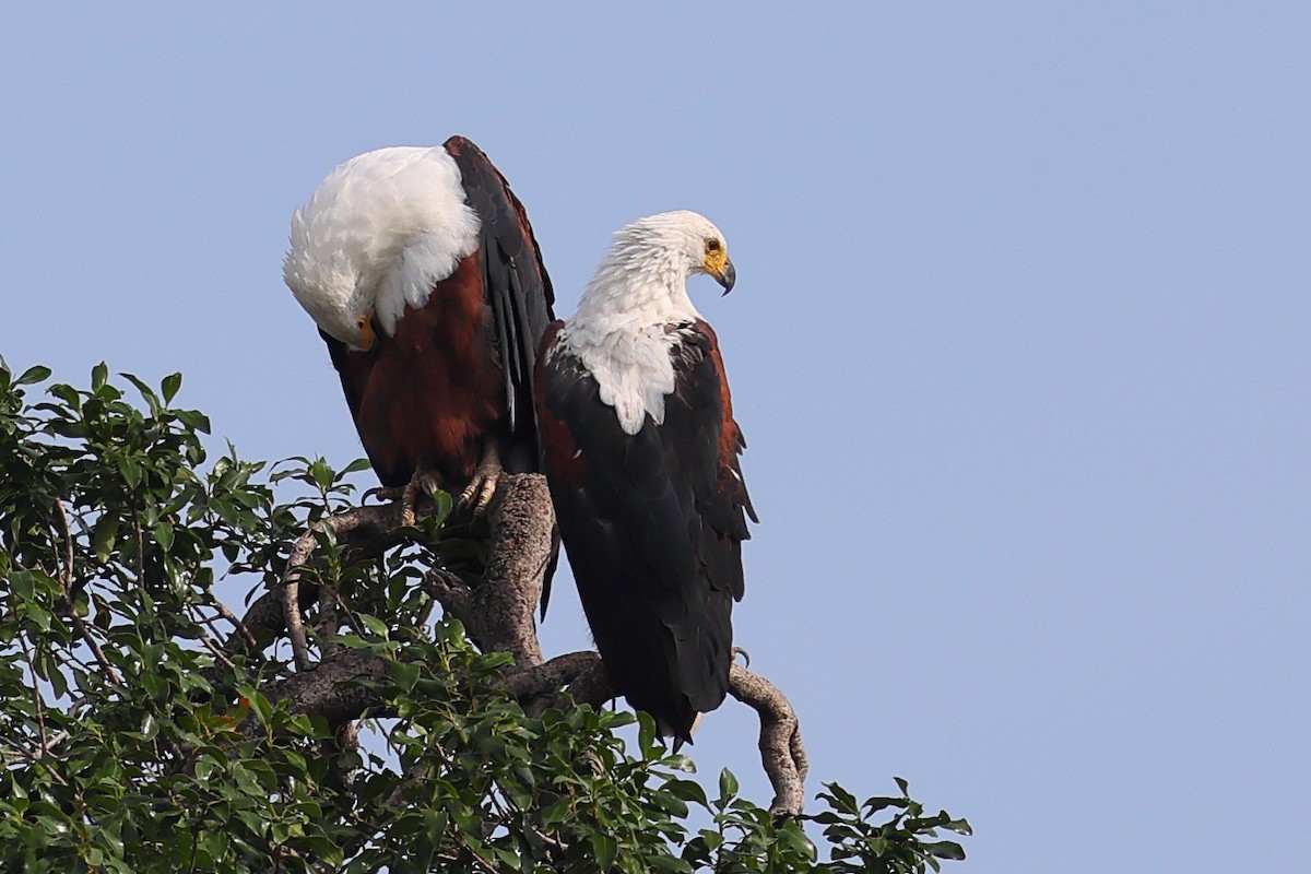 Schreiseeadler - ML647549071