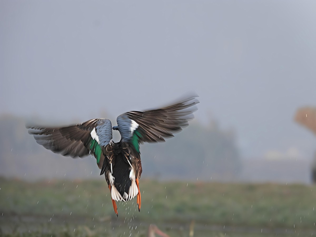 Löffelente - ML647549072