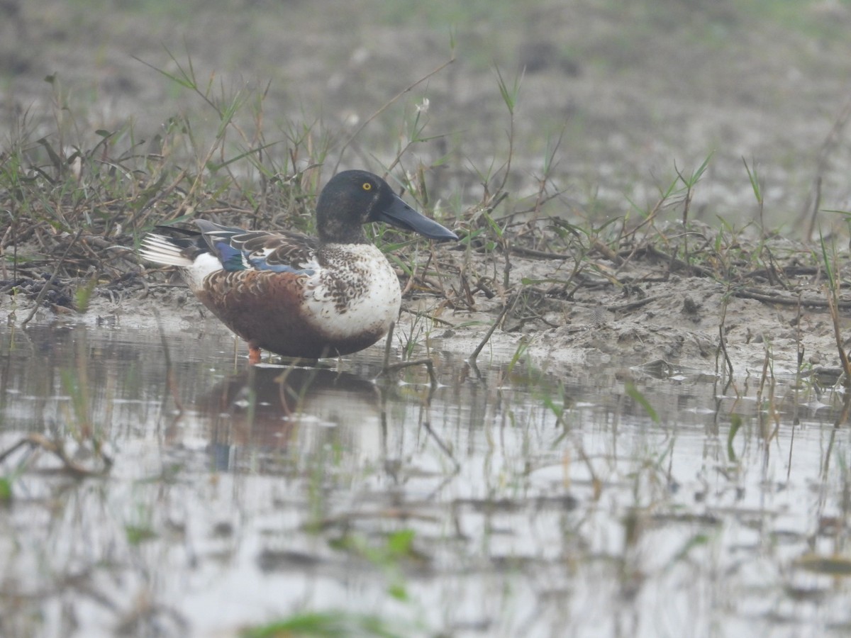 Löffelente - ML647549073