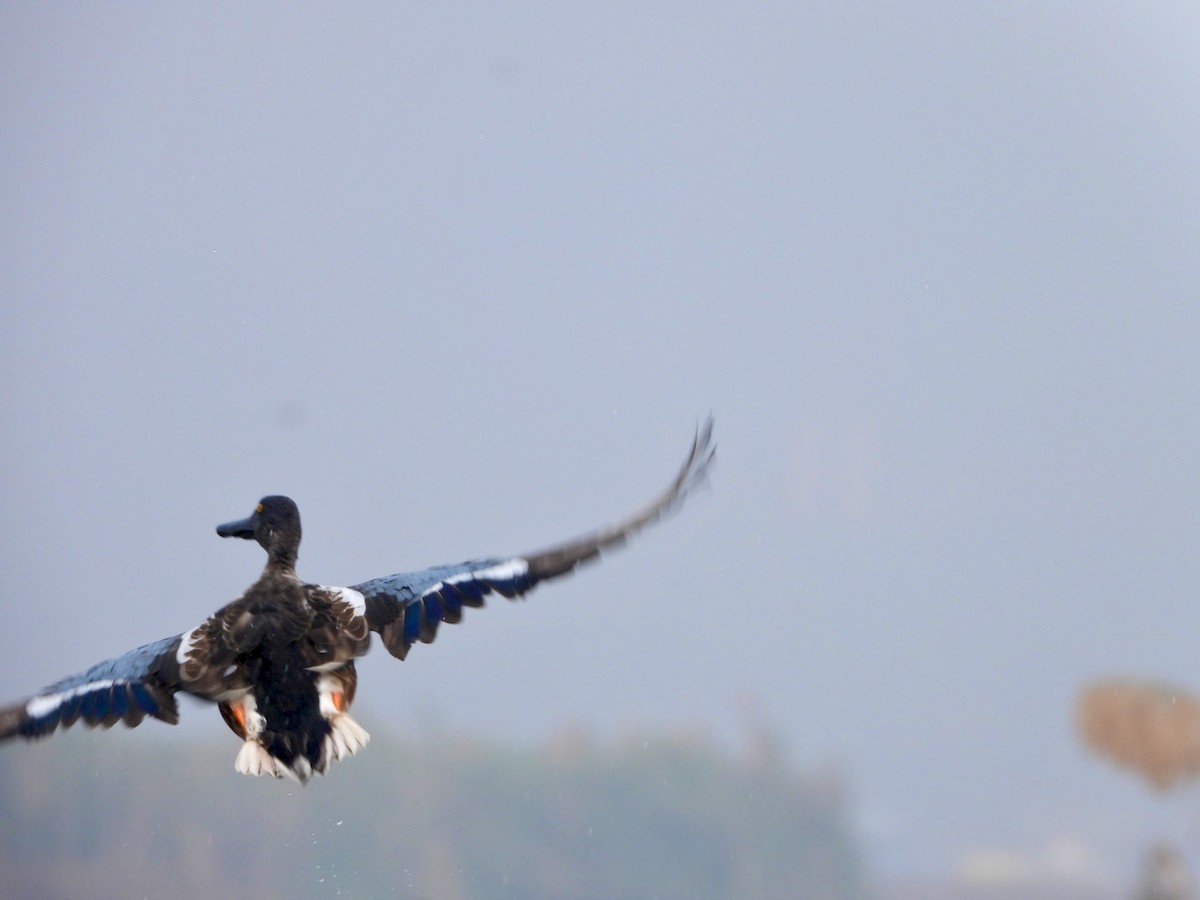 Löffelente - ML647549074