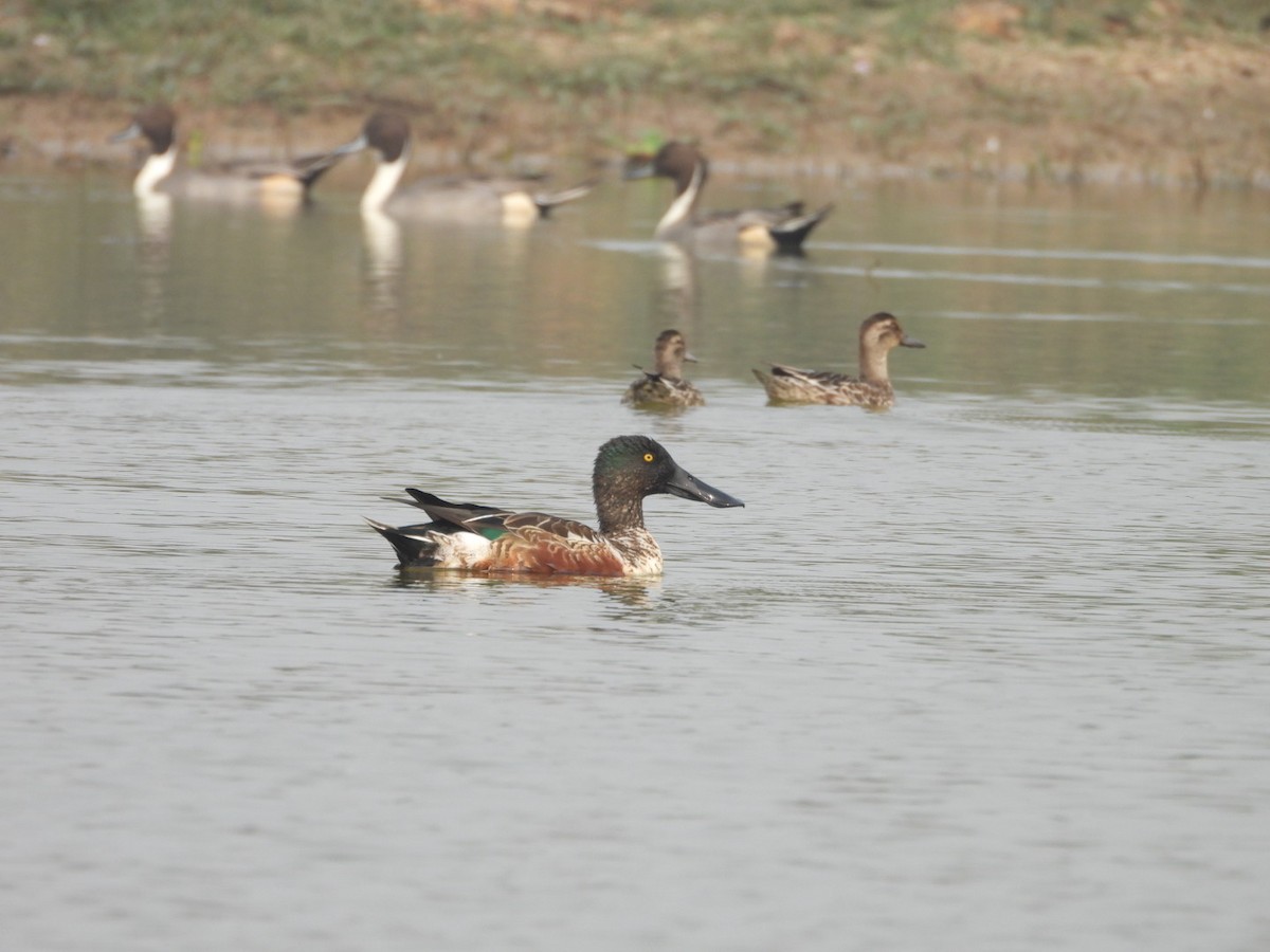 Löffelente - ML647549075