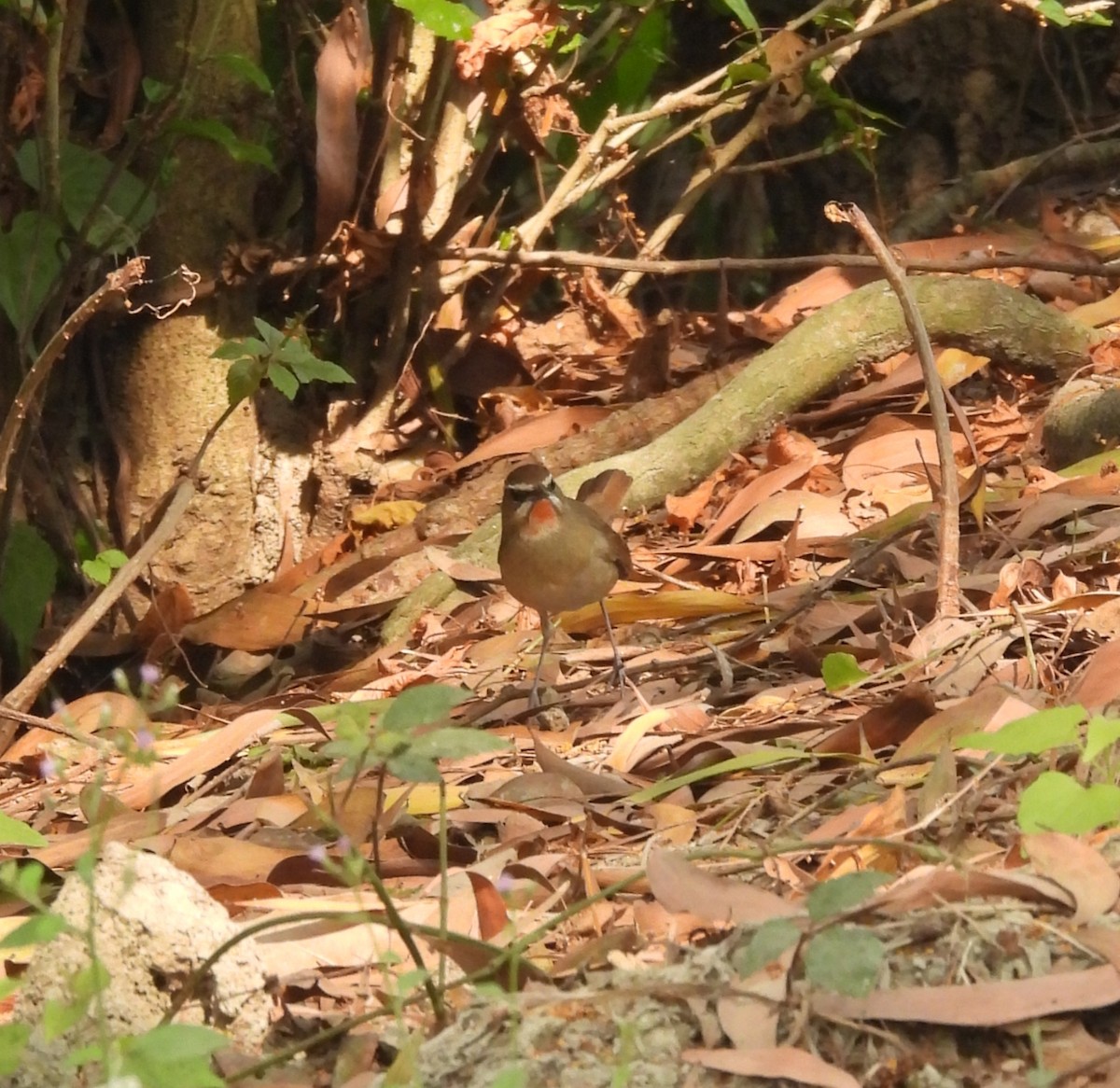 Rubinkehlchen - ML647549077