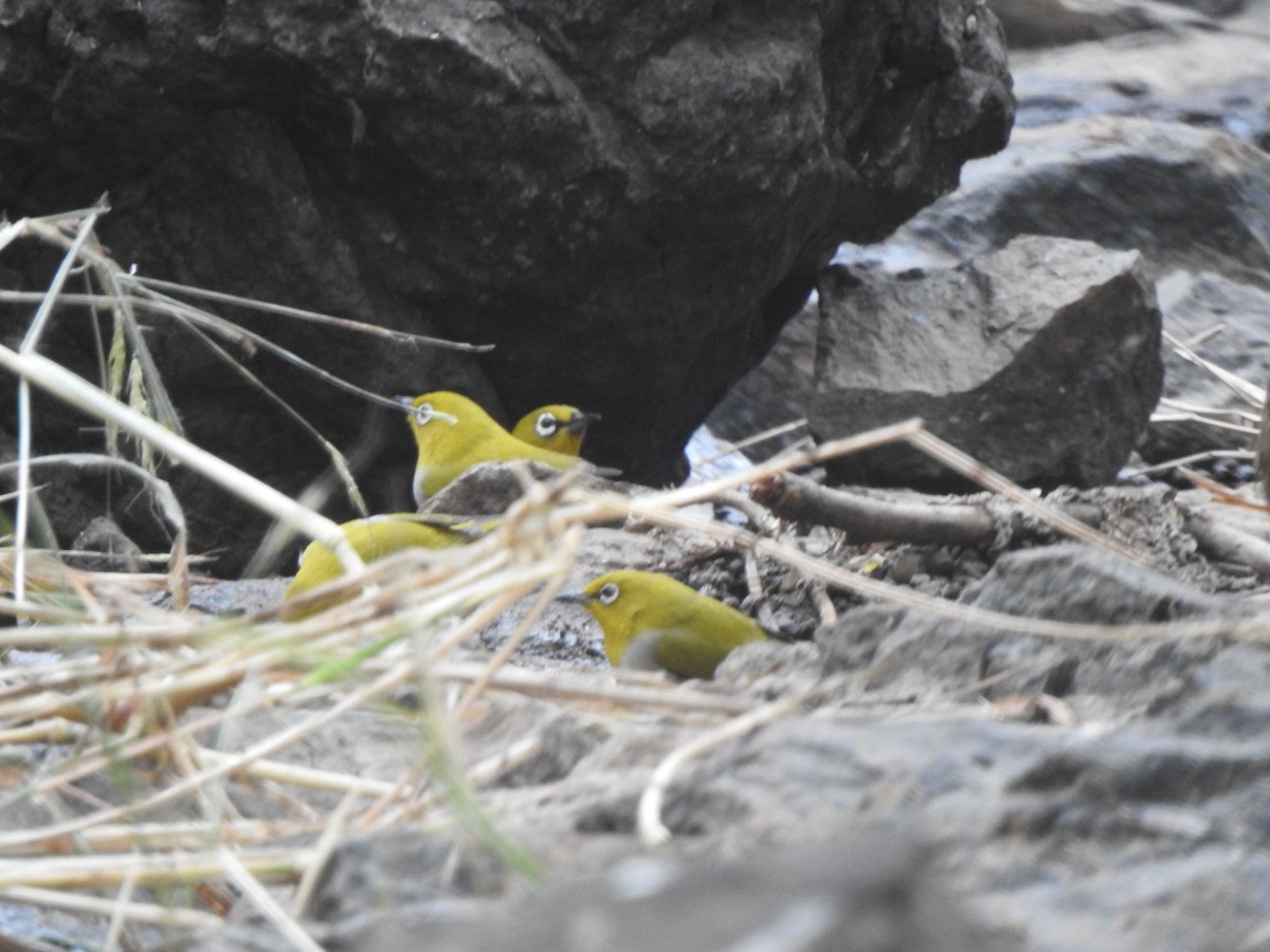 Gangesbrillenvogel - ML647549078