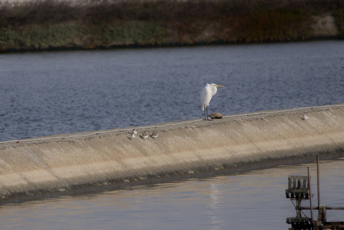 Seeregenpfeifer - ML647549079