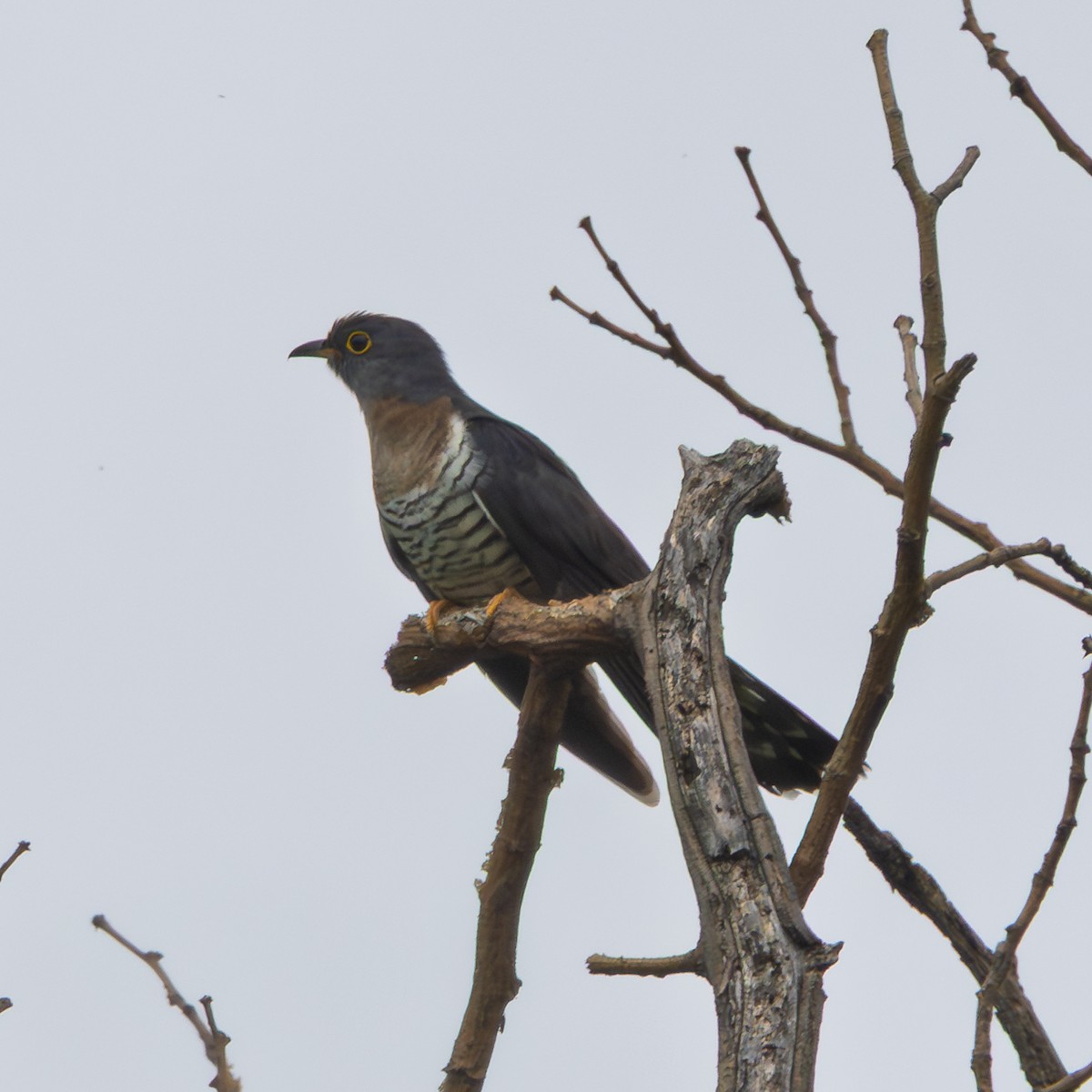 Einsiedlerkuckuck - ML647549080