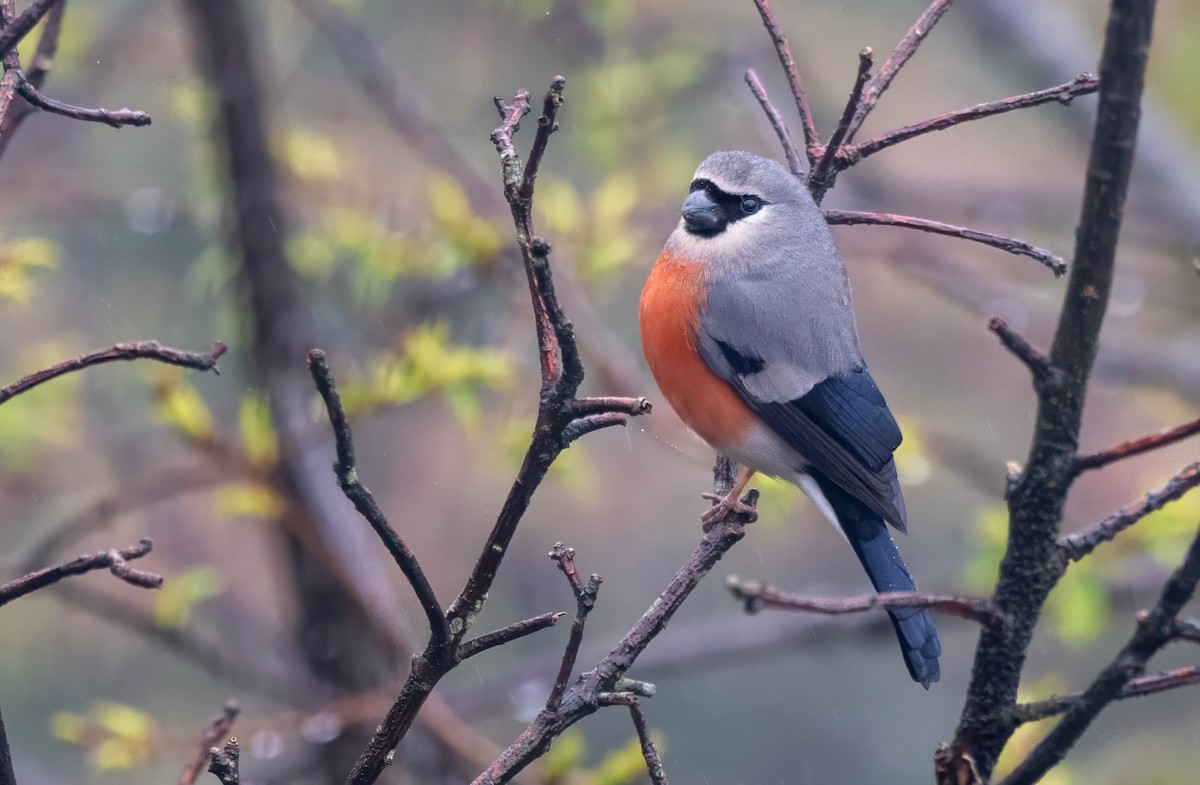 Maskengimpel - ML647549081