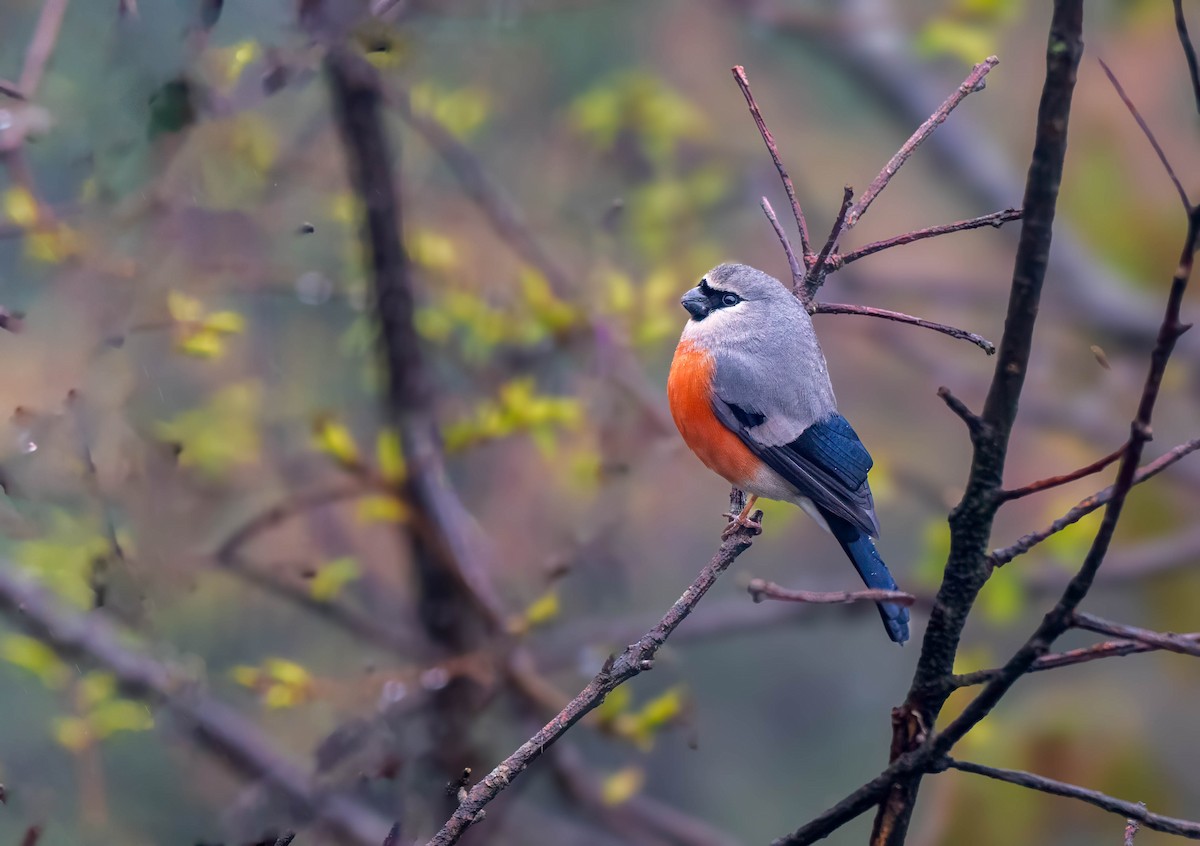 Maskengimpel - ML647549082