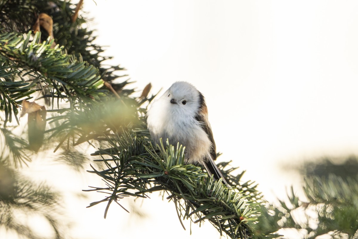 Schwanzmeise - ML647549085