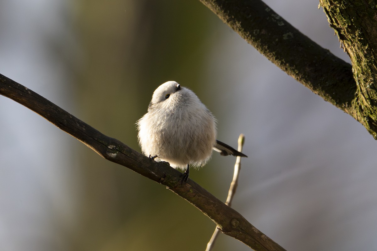 Schwanzmeise - ML647549086