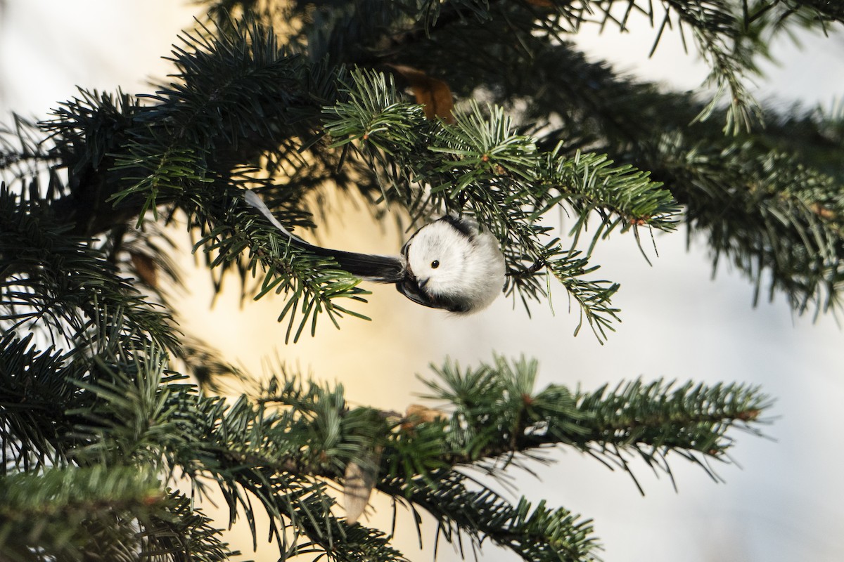 Schwanzmeise - ML647549087