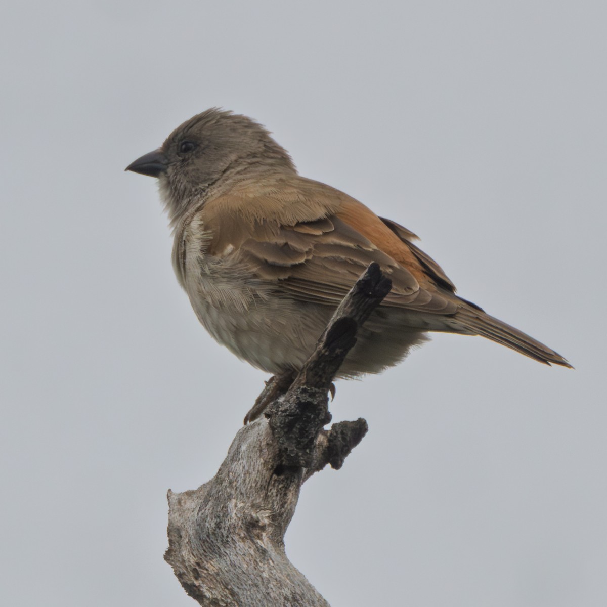 Damarasperling - ML647549088