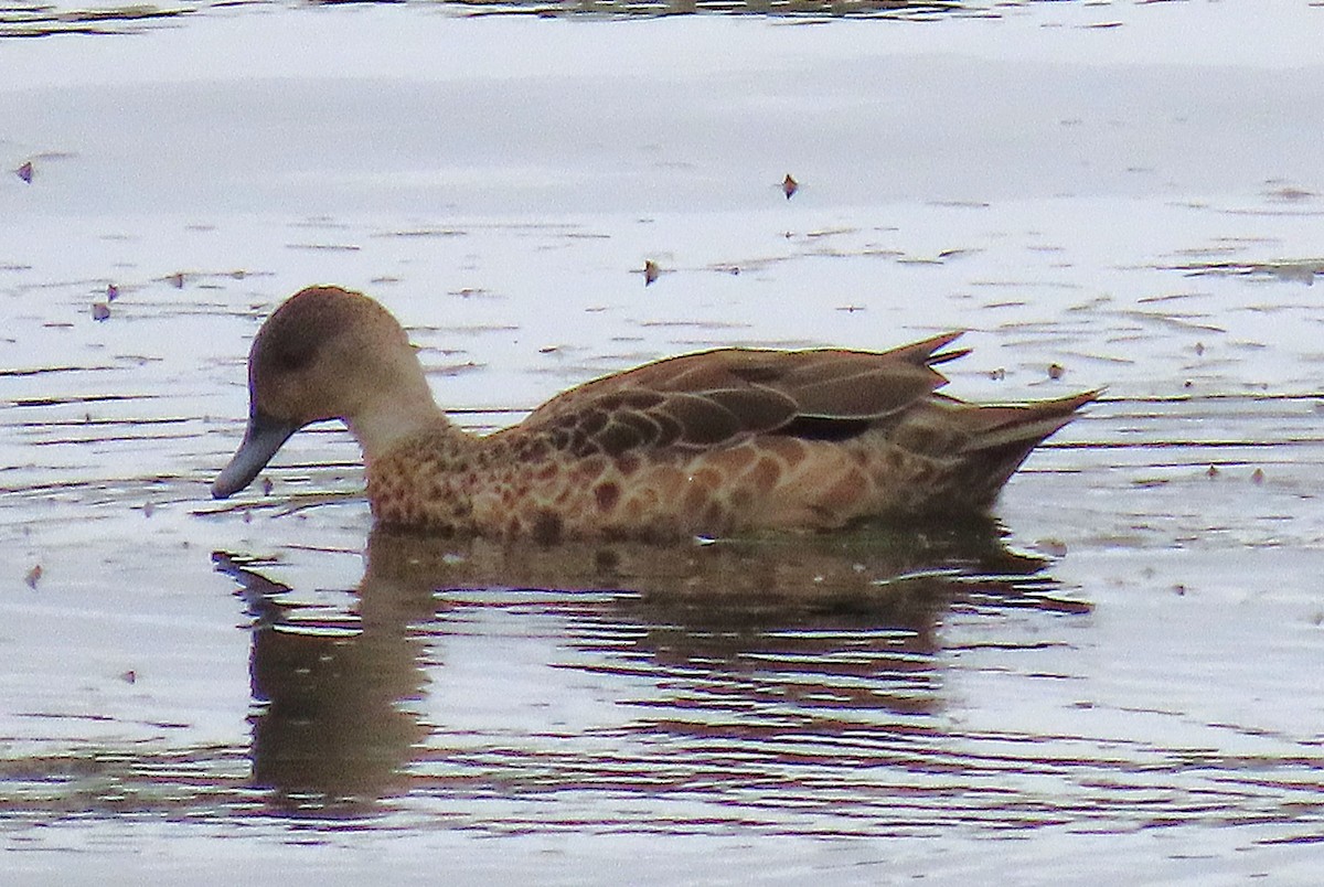 Australente - ML647549089