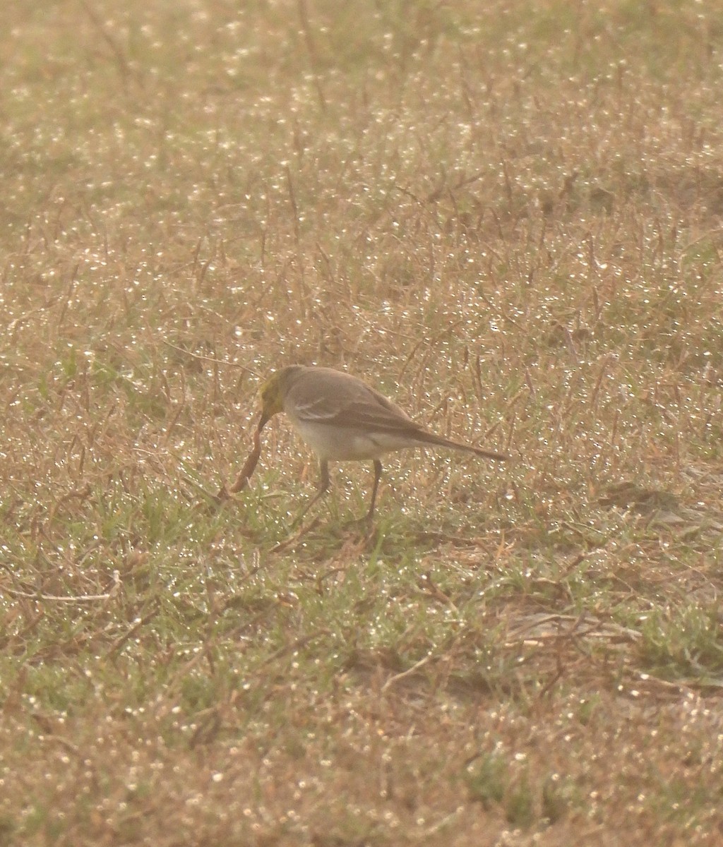 Tschuktschenstelze - ML647549090