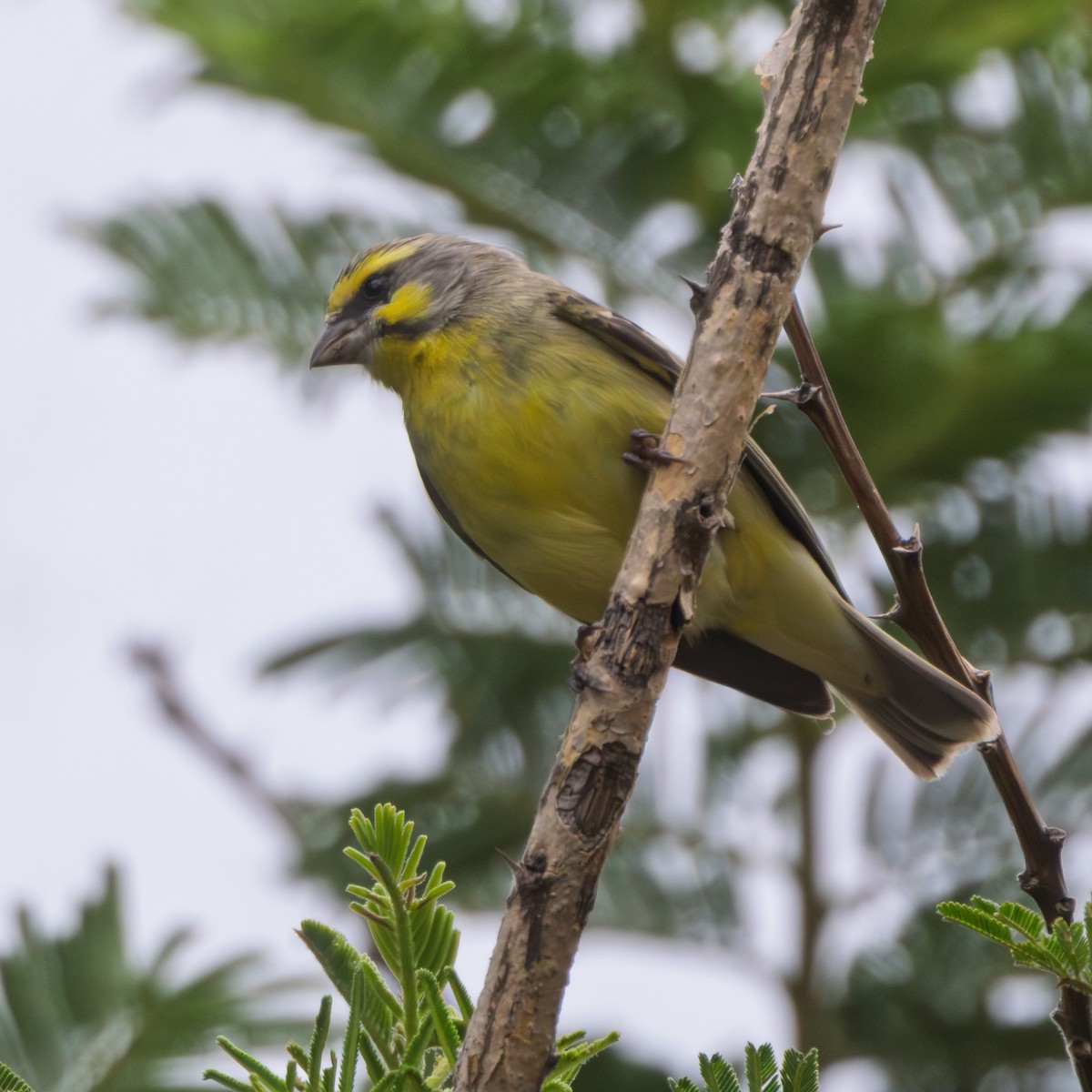 Mosambikgirlitz - ML647549091