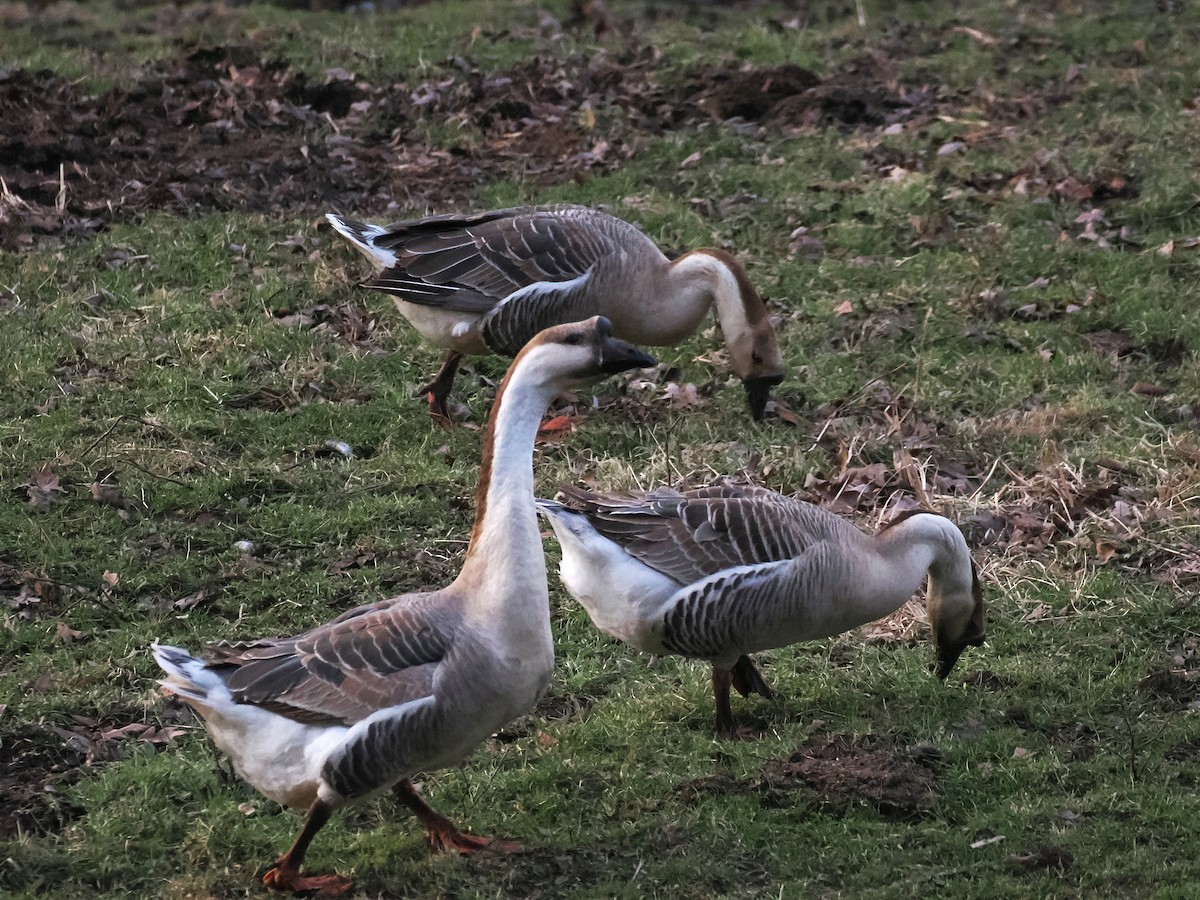 家鵝(馴化) - ML647549114