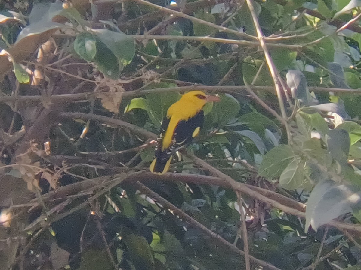Indian Golden Oriole - ML647549117