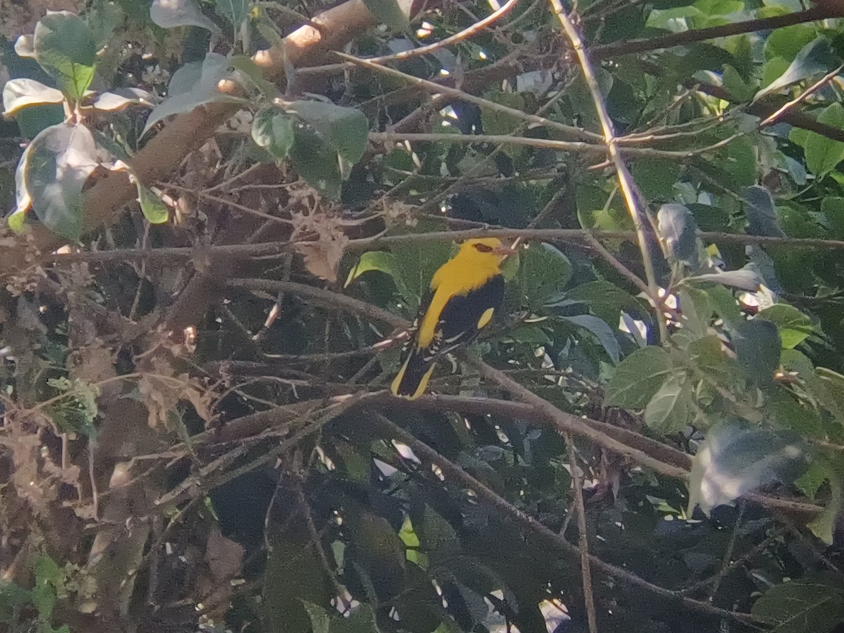 Indian Golden Oriole - ML647549118