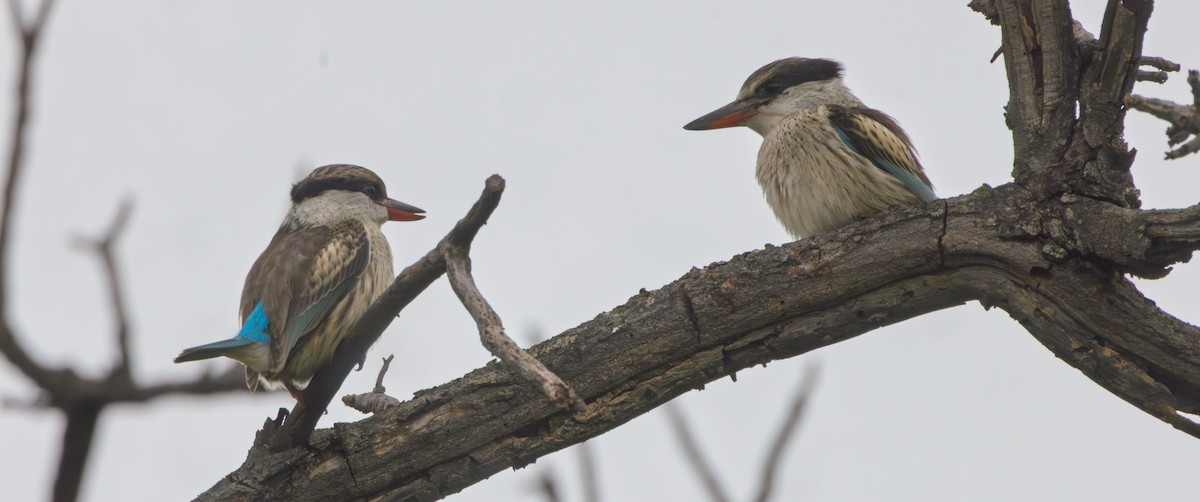 Striped Kingfisher - ML647549122