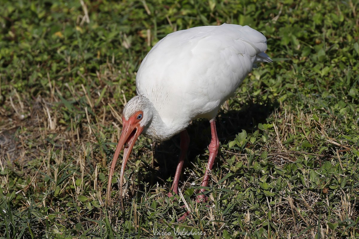 White Ibis - ML647549156