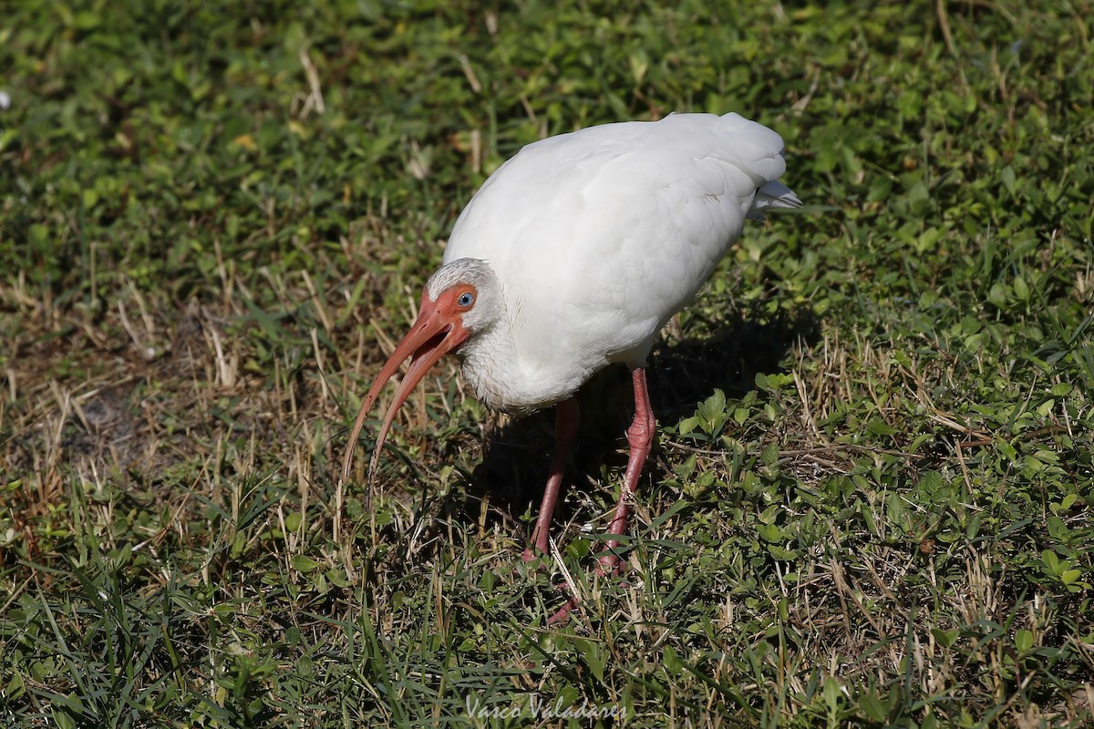 White Ibis - ML647549157