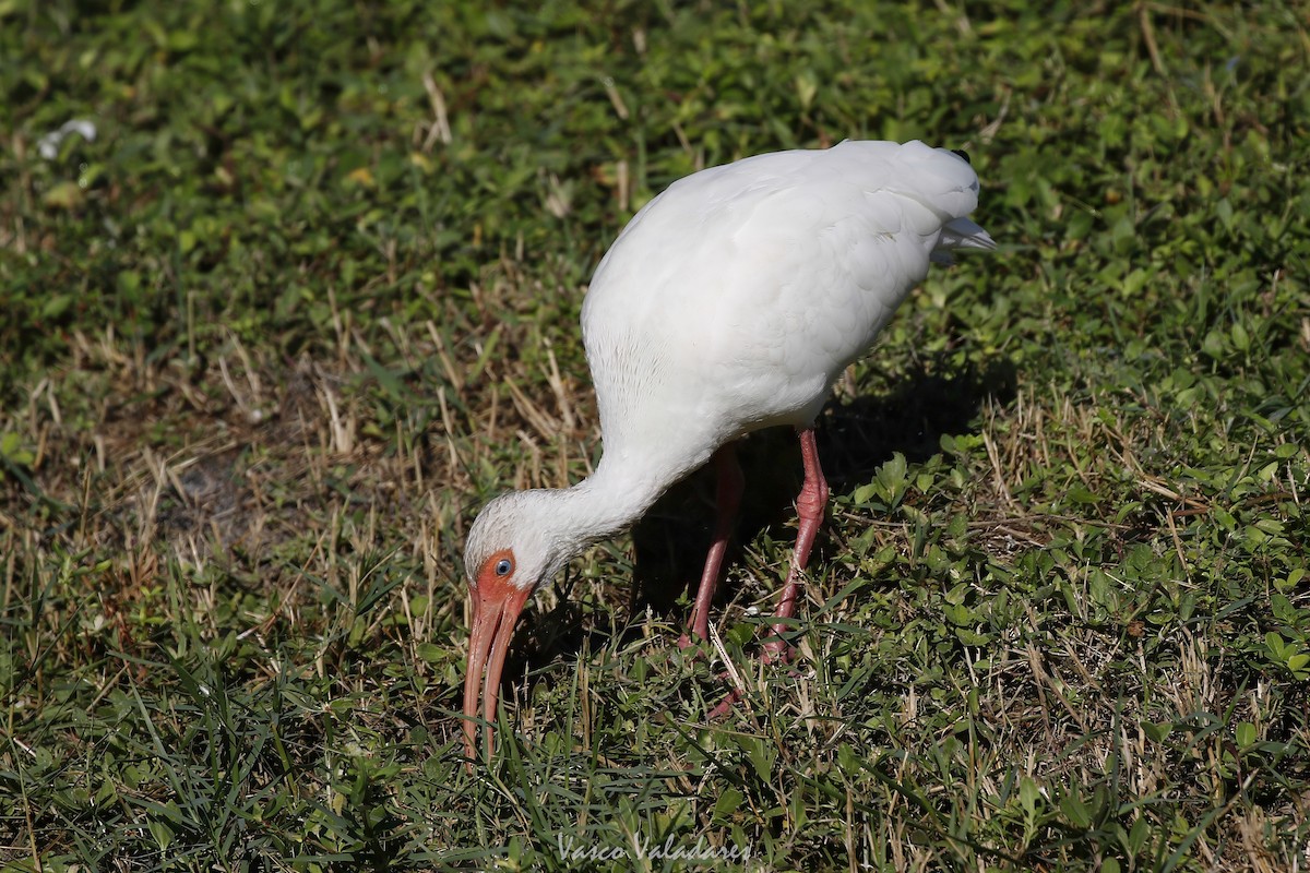 White Ibis - ML647549158
