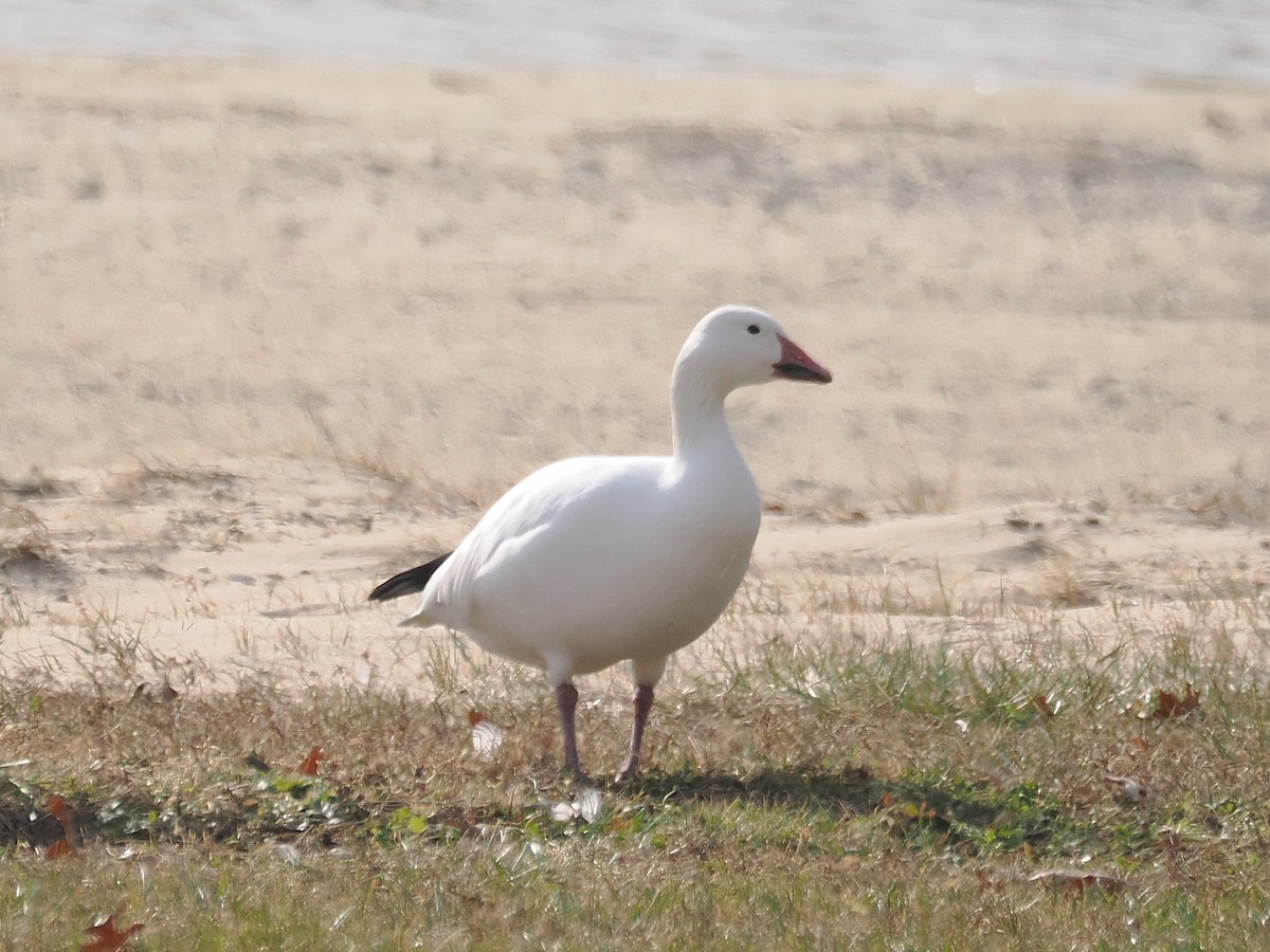 Snow Goose - ML647549172
