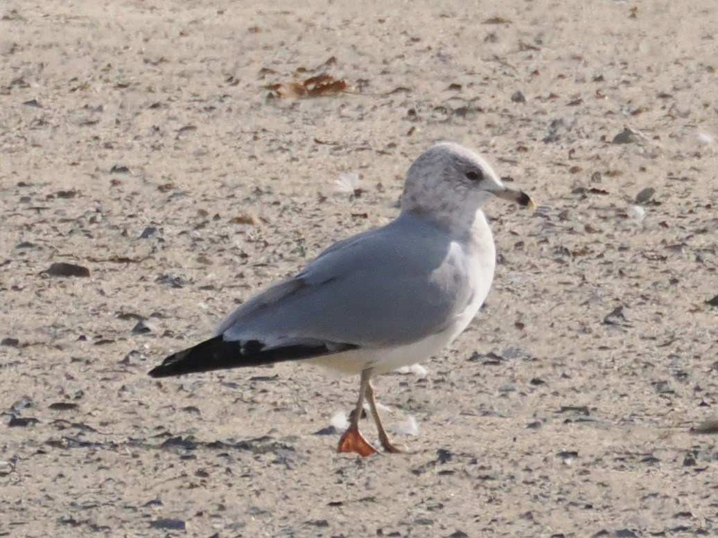American Herring Gull - ML647549182