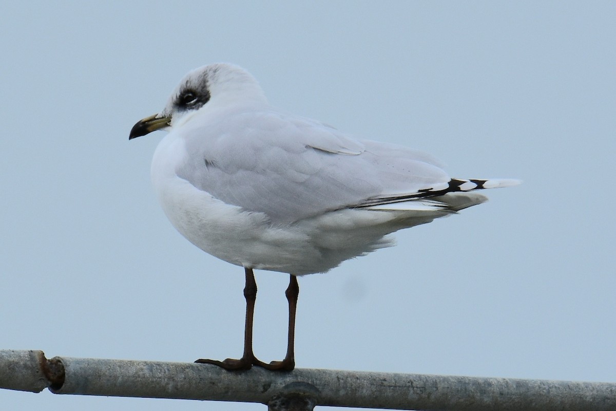 Mediterranean Gull - ML647549200