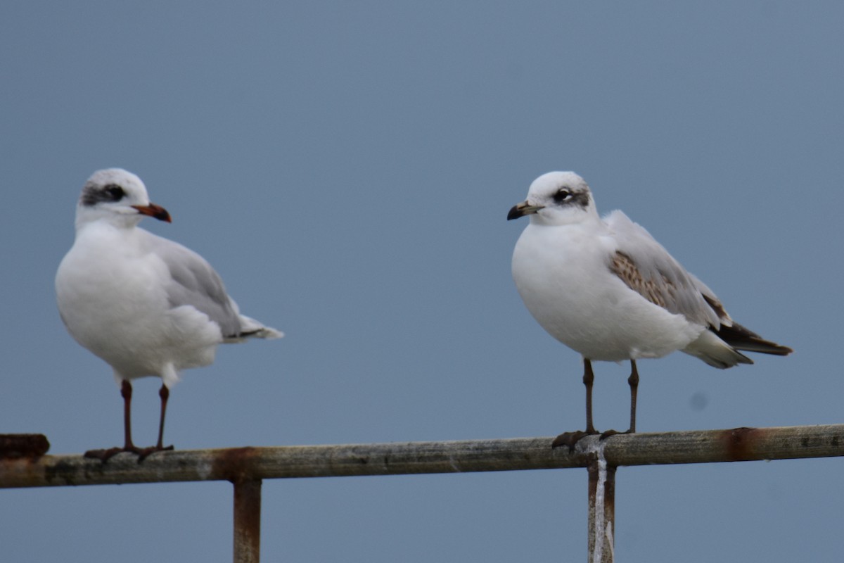 Mediterranean Gull - ML647549201