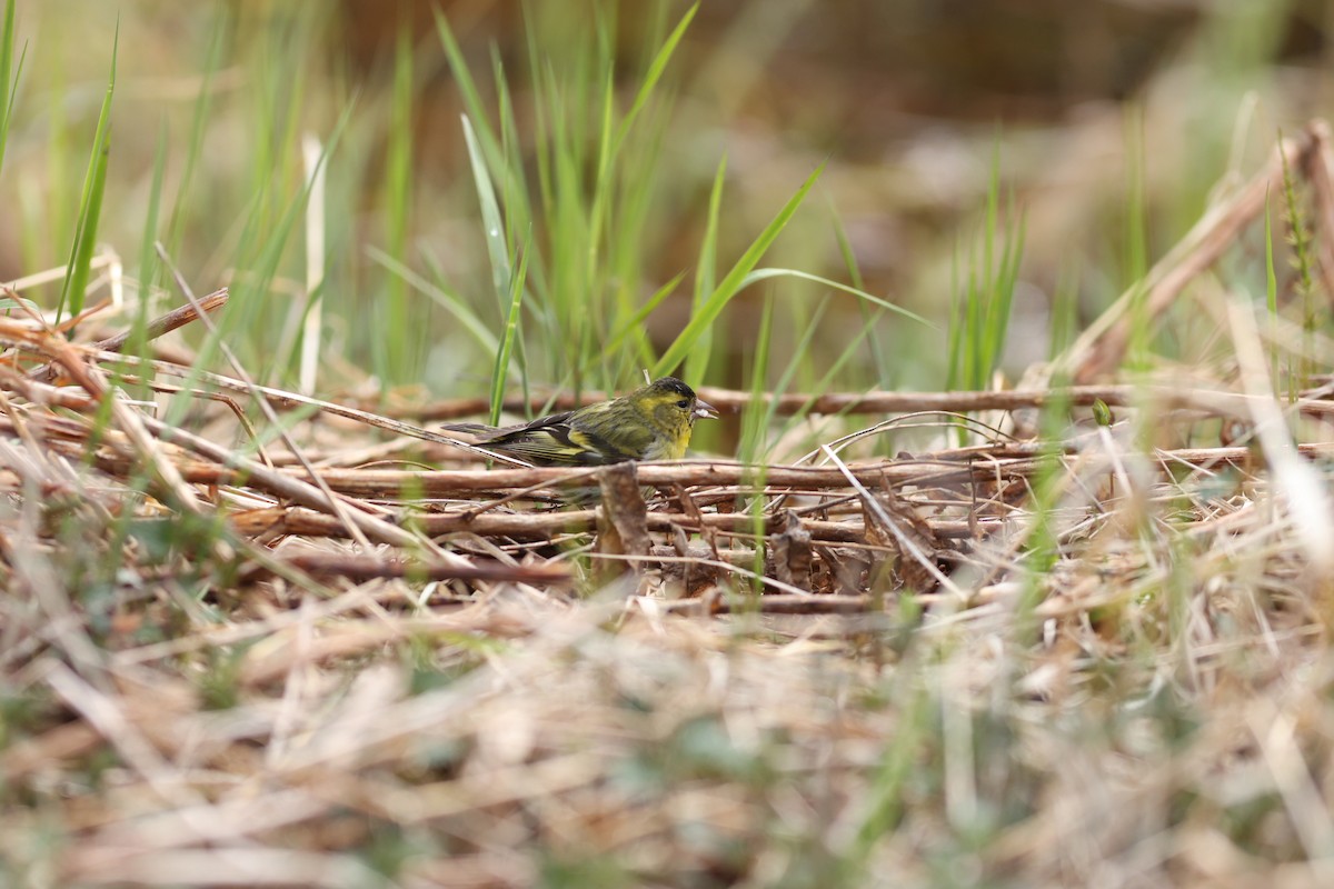 Eurasian Siskin - ML647549202