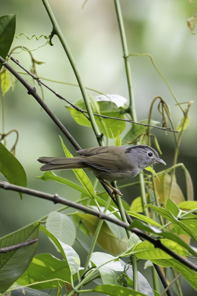 Mountain Fulvetta - ML647549232
