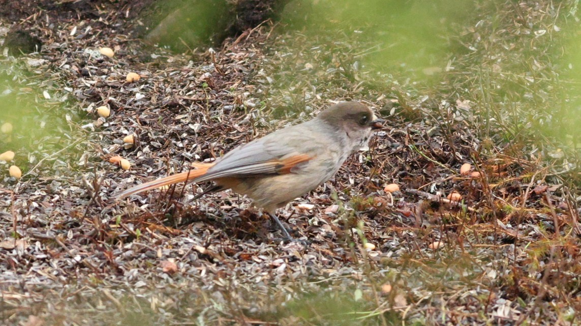 Siberian Jay - ML647549282