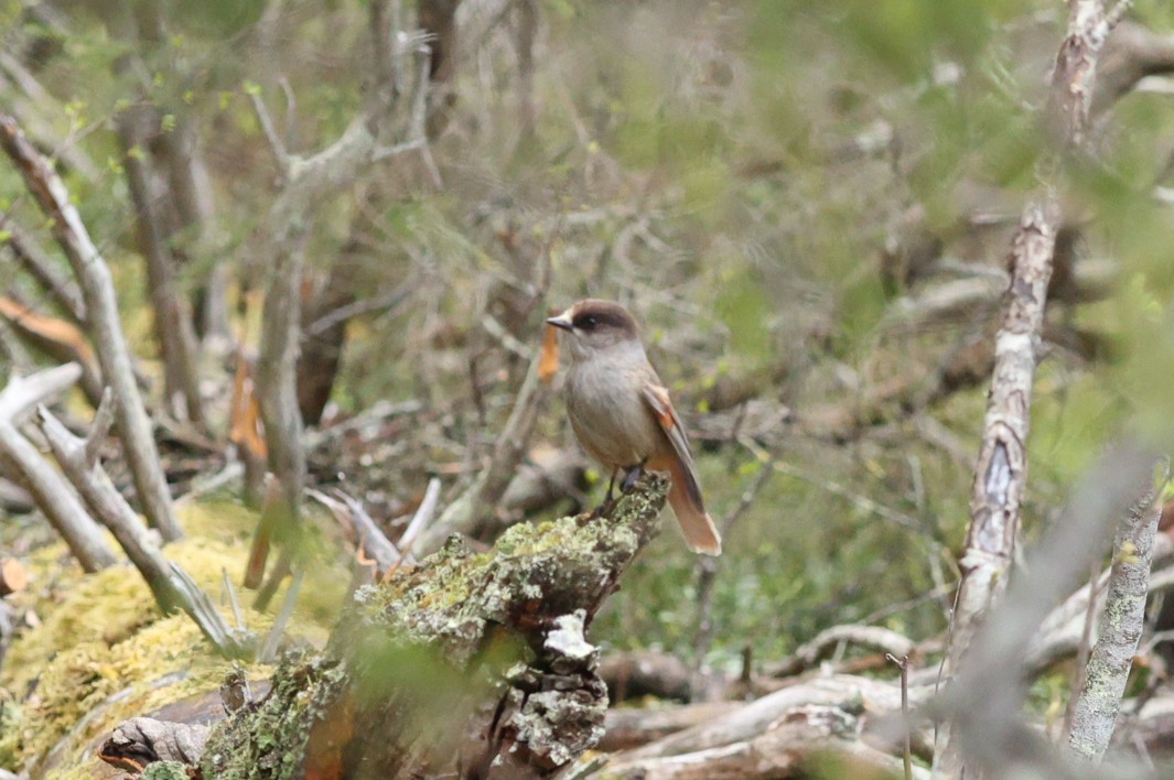 Siberian Jay - ML647549291