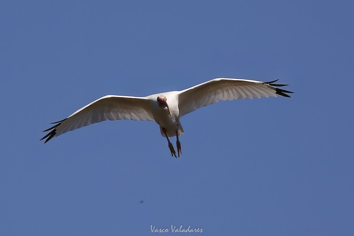 White Ibis - ML647549292