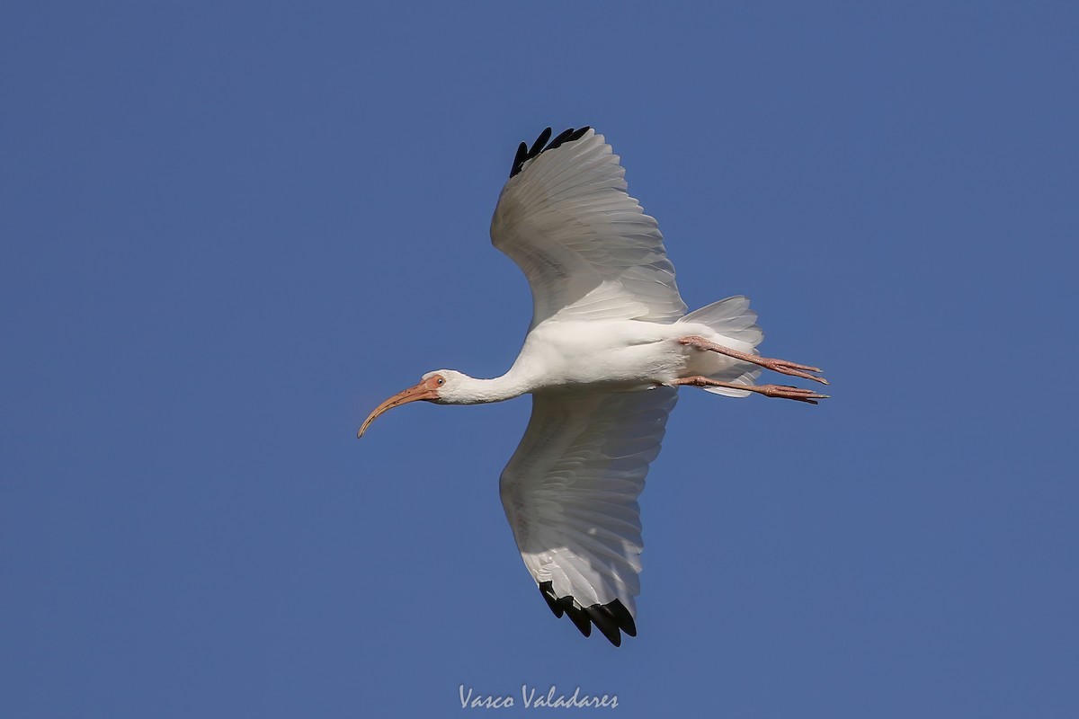White Ibis - ML647549293