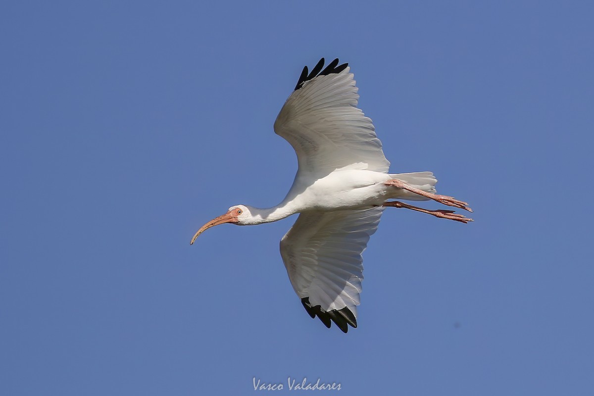 White Ibis - ML647549294