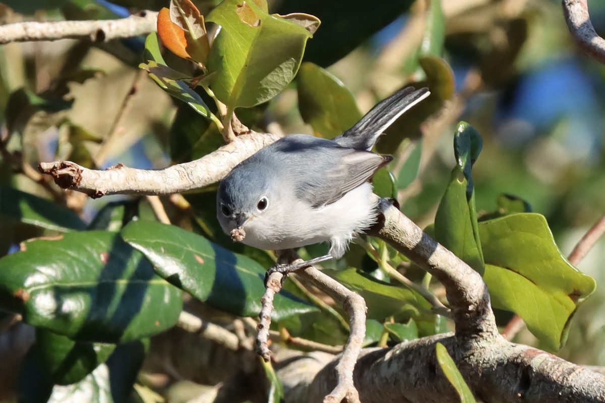 Blue-gray Gnatcatcher - ML647549301