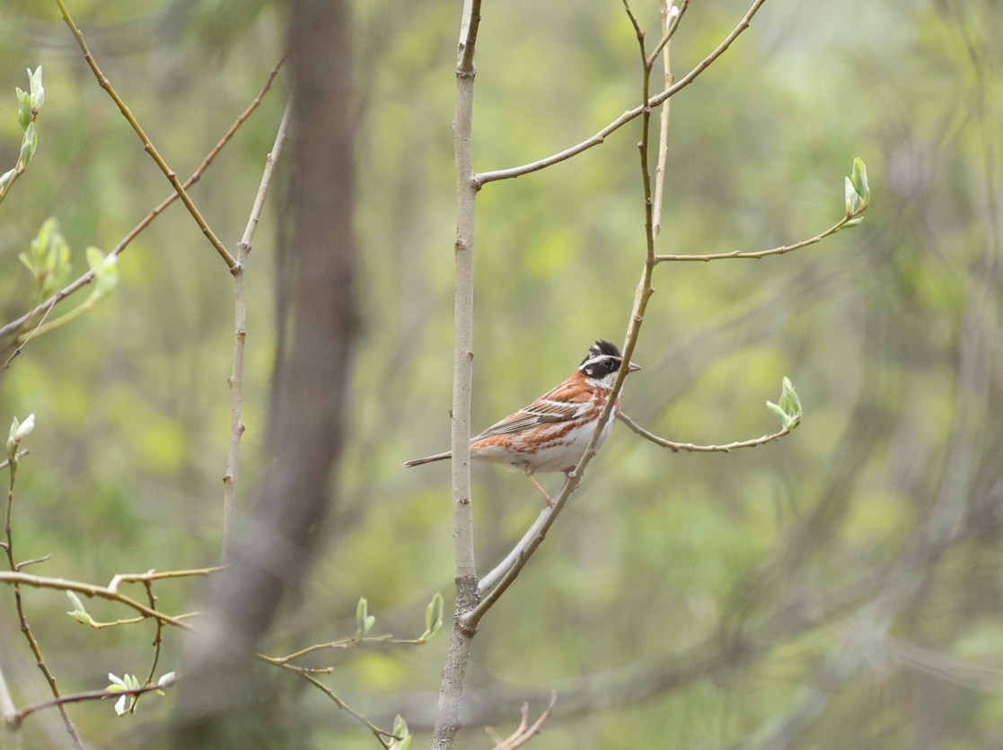 田鵐 - ML647549310